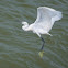 Little Egret