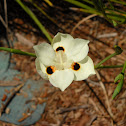 Butterfly Iris 