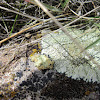 Rock Green Shield Lichen