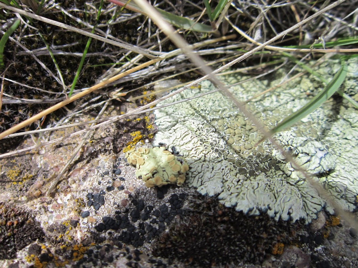 Rock Green Shield Lichen