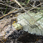 Rock Green Shield Lichen