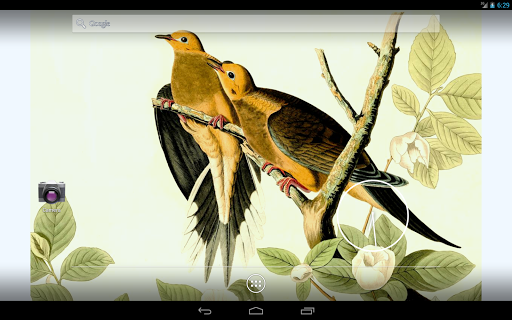 免費下載攝影APP|Audubon's Birds of America V02 app開箱文|APP開箱王
