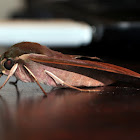 Cape Hawk Moth