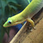 Gold Dust Day Gecko