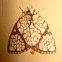 Gabala moth
