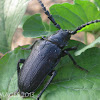 Broad Necked Root Borer Beetle