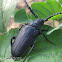 Broad Necked Root Borer Beetle