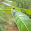 Asian ant mantis