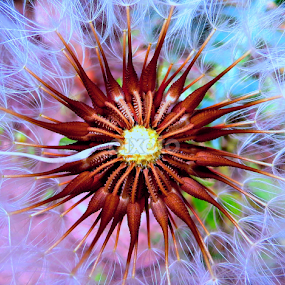 by Adnan Mirani - Nature Up Close Other plants