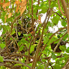 Greater Coucal nest