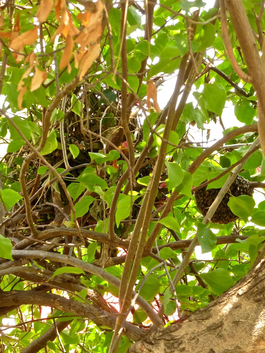 Greater Coucal nest