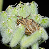 Minstrel Bug Nymph; Ninfa de Chinche rayada