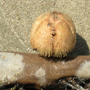 Sea Potato or Heart Urchin