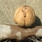 Sea Potato or Heart Urchin