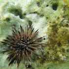 Math Sea Urchin