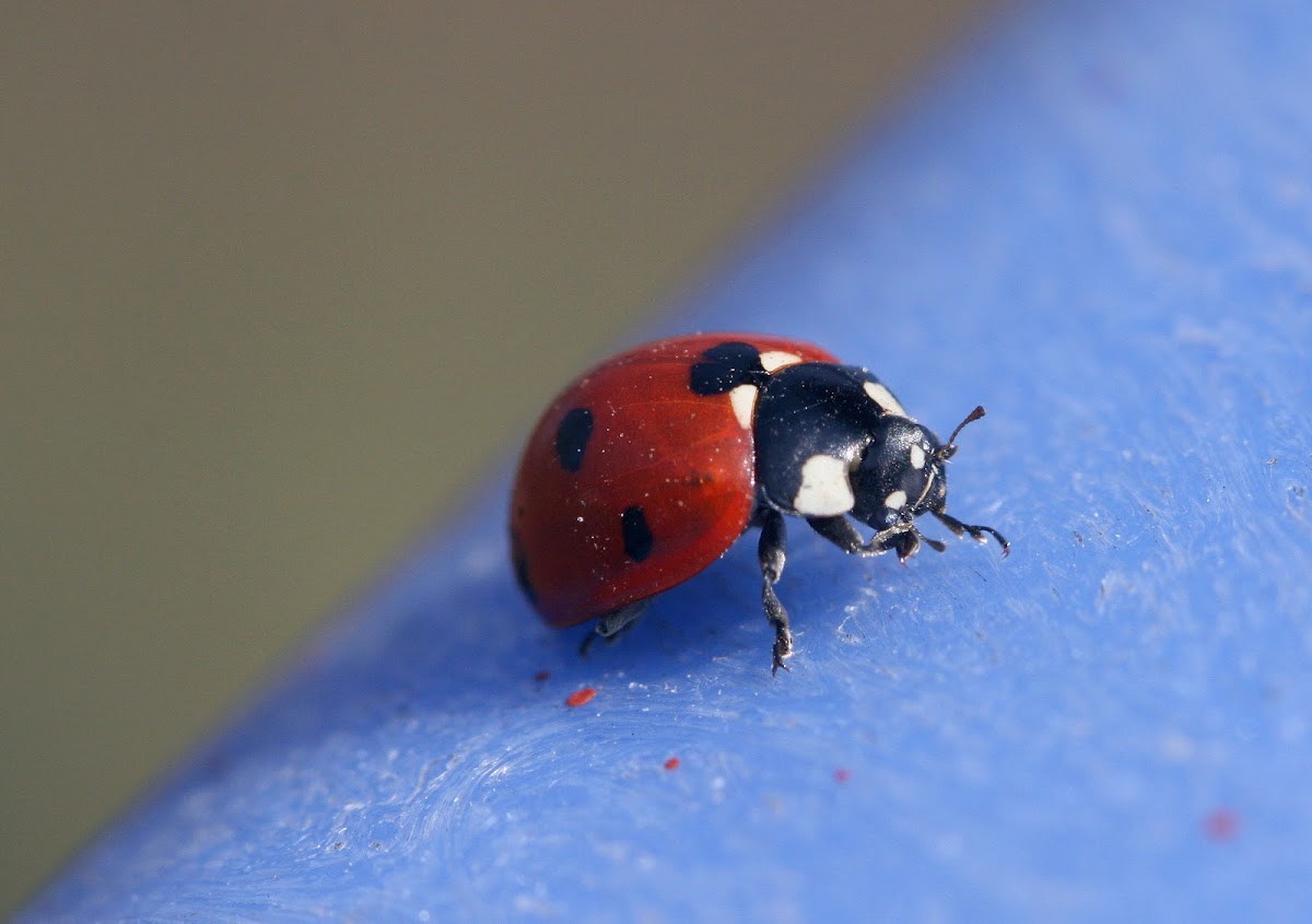 Seven-spotted Ladybird Beetle