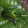 metallic green turtle bettle