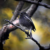 Pied Bushchat