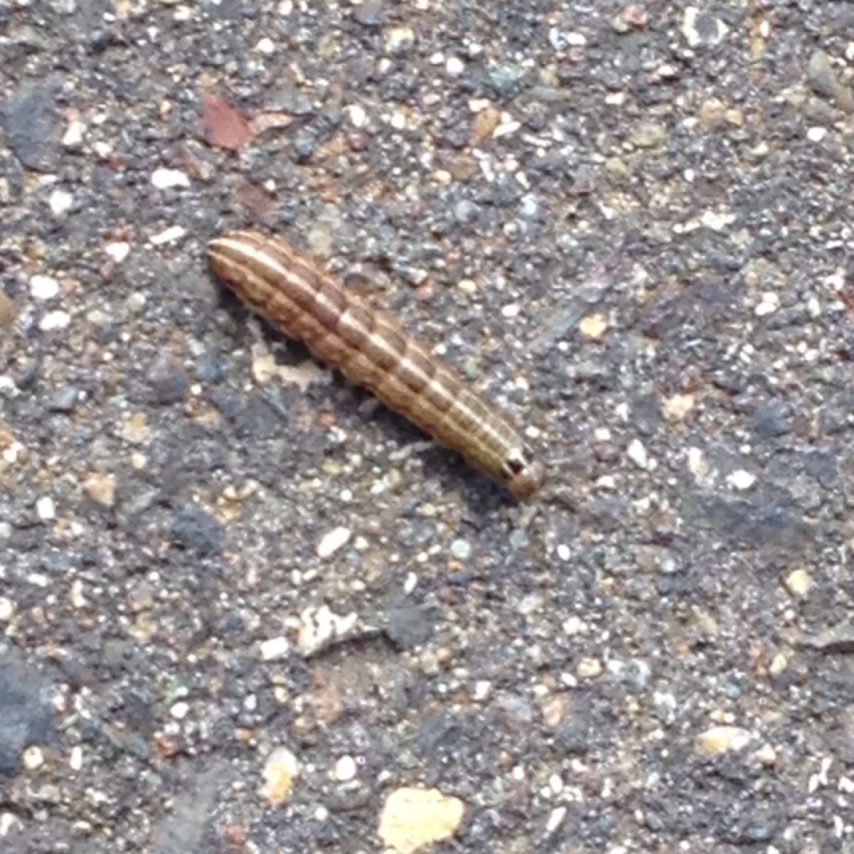 Army worm