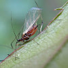 (Winged) Rose Aphid