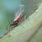 (Winged) Rose Aphid