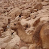 Jordan Camel