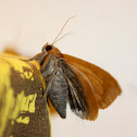 Polilla / Moth