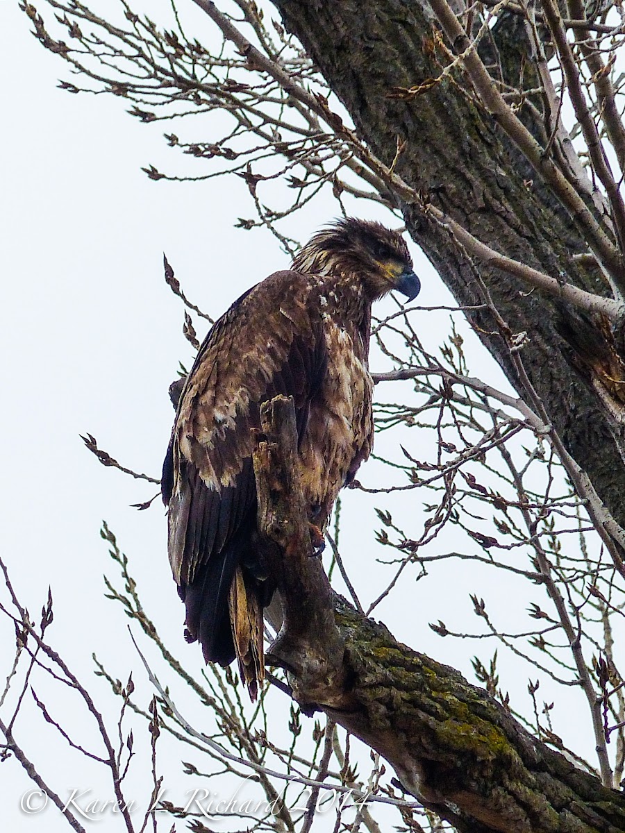 Bald eagle (juvenile)