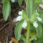 Simplebeak Ironwort / Očist