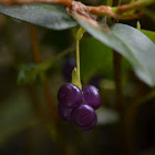 Fruto de Araceae