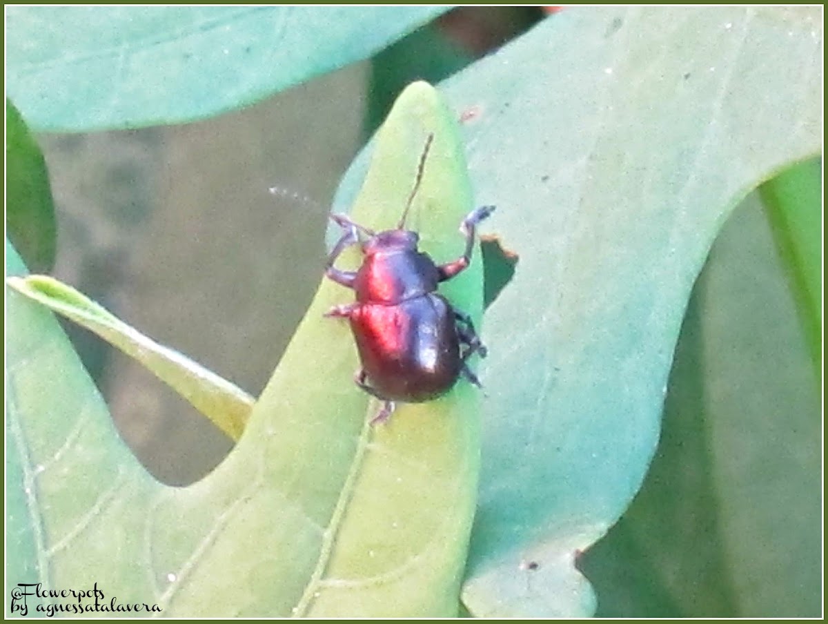 Chrysomelid Leaf Beetle