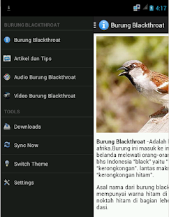 Burung Blackthroat