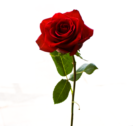 Rose fleur de l'amour