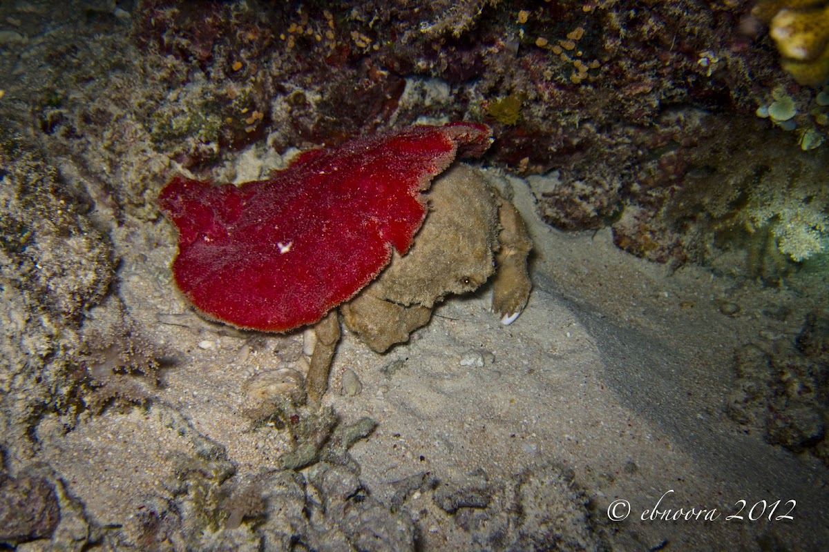 Sleepy Sponge Crab