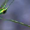 Stick Insect. Phasmatodea, Carausius morosus