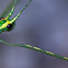 Stick Insect. Phasmatodea, Carausius morosus