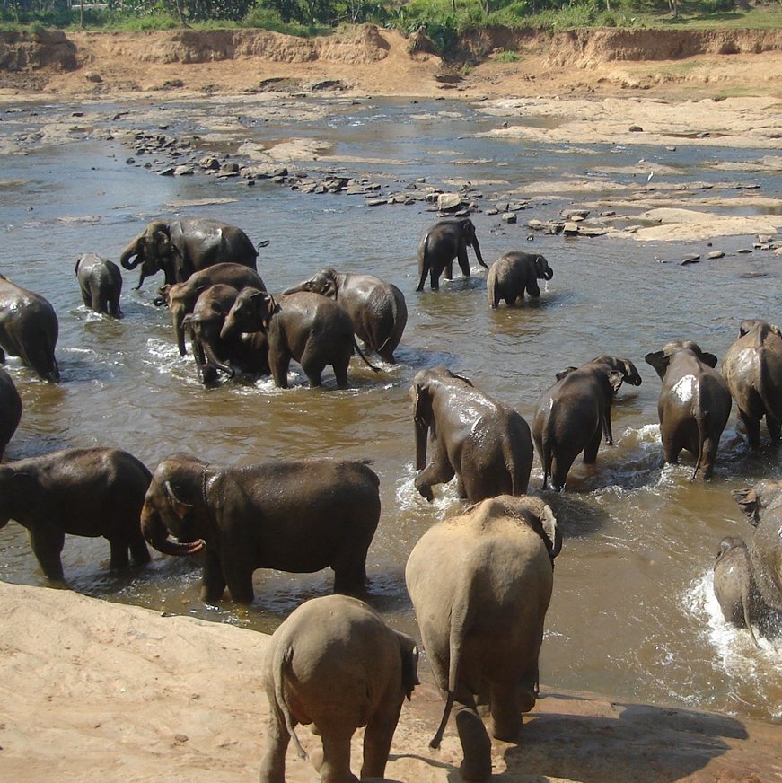 Sri Lankan Elephant