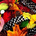 3D cute Autumn