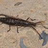 Northern two-striped walkingstick
