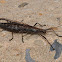 Northern two-striped walkingstick