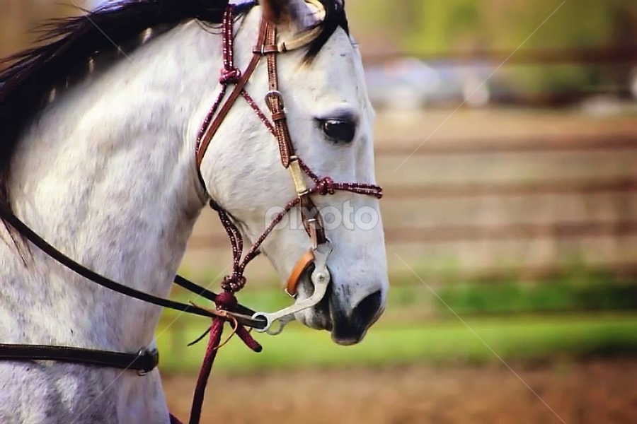 by Christie Sassenrath - Animals Horses