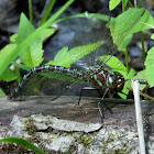 Swamp Darner