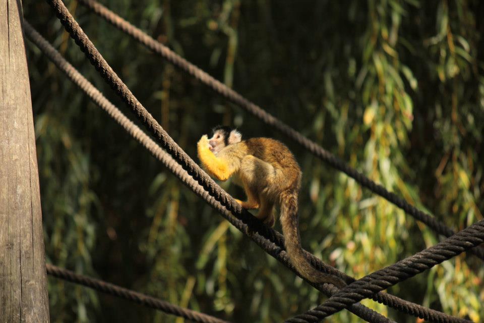 Saimiri da bolívia or macaco esquilo da Bolívia