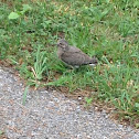 Mourning Dove (juvenile)