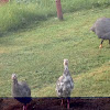 Helmeted Guineafowl