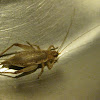 Jumping Bush Cricket, female