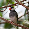 Java Sparrow, Java Finch, Java Rice Sparrow or Java Rice Bird