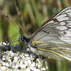 Andean White Butterfly