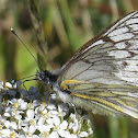 Andean White Butterfly