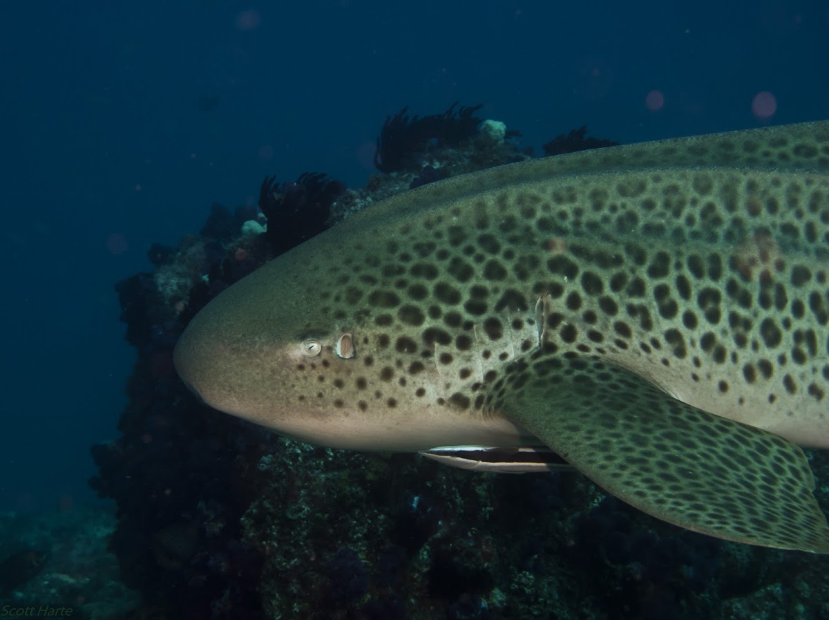 Zebra (Leopard) Shark